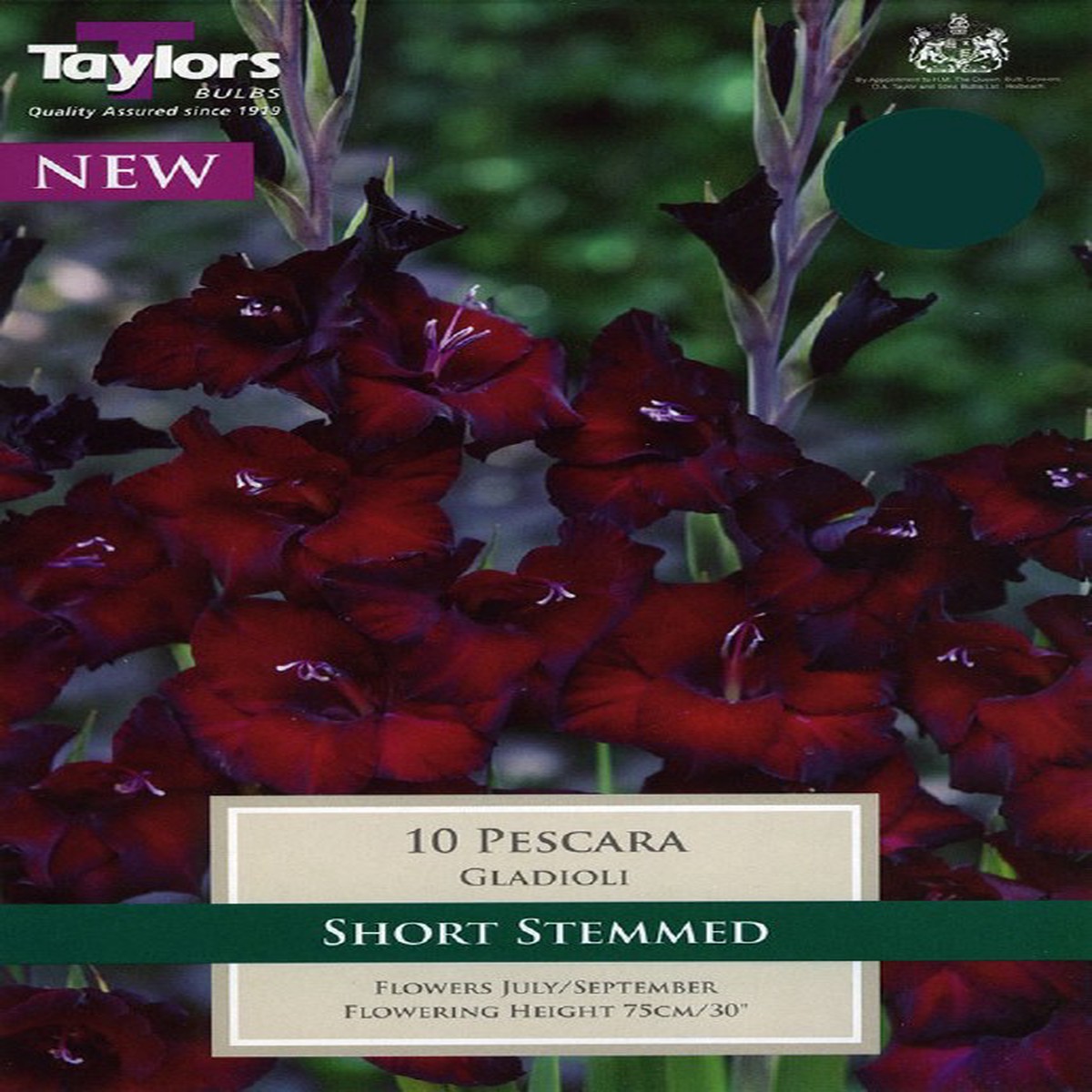 10 GLADIOLI PESCARA