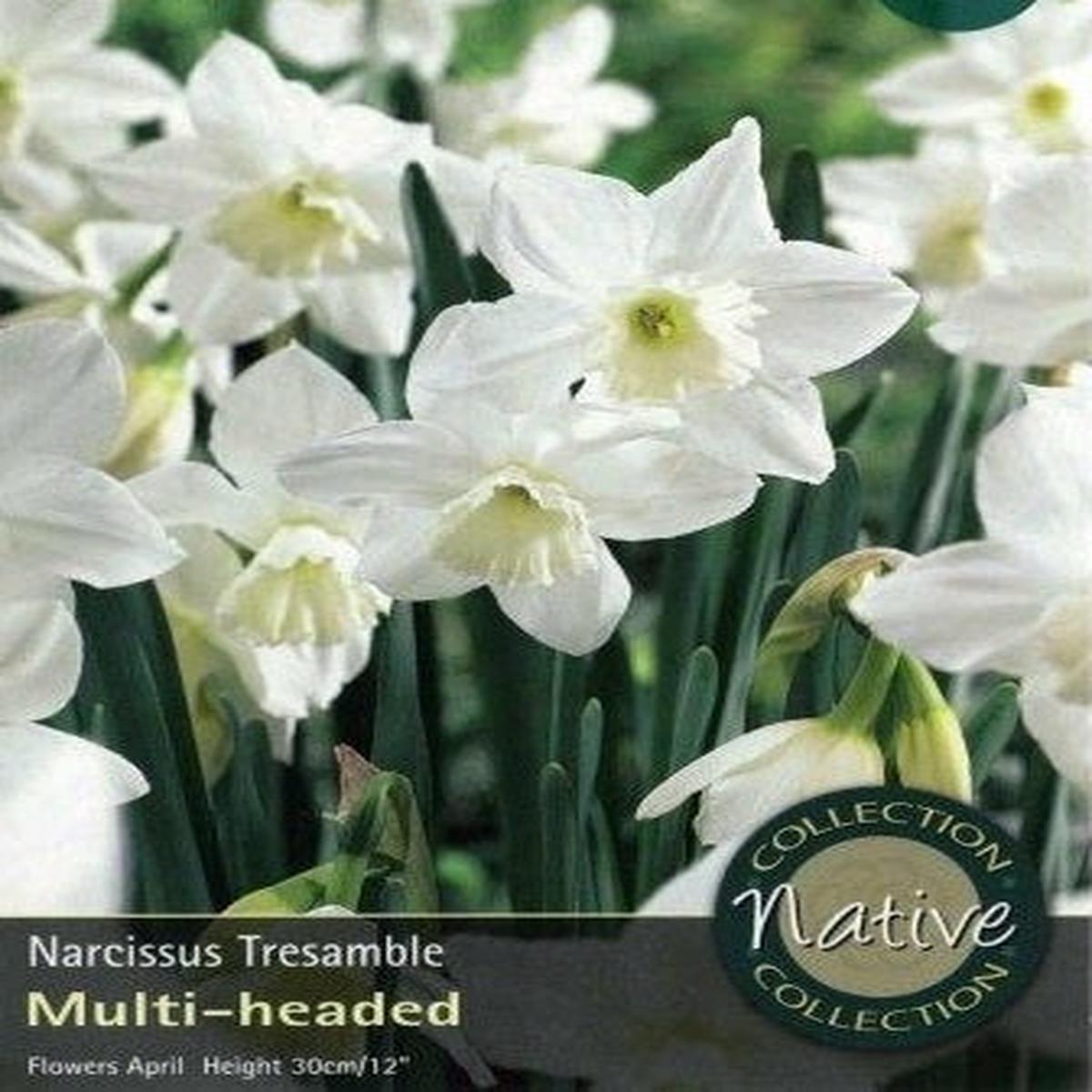 12 NARCISSI TRESAMBLE SELECT