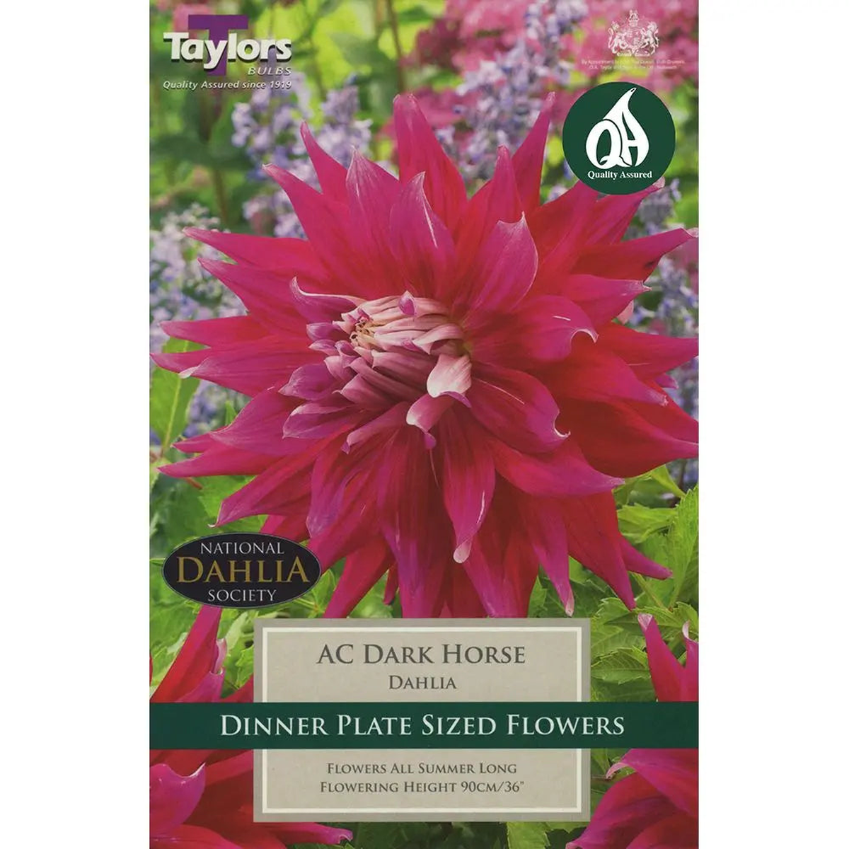 1 DAHLIA AC DARK HORSE I