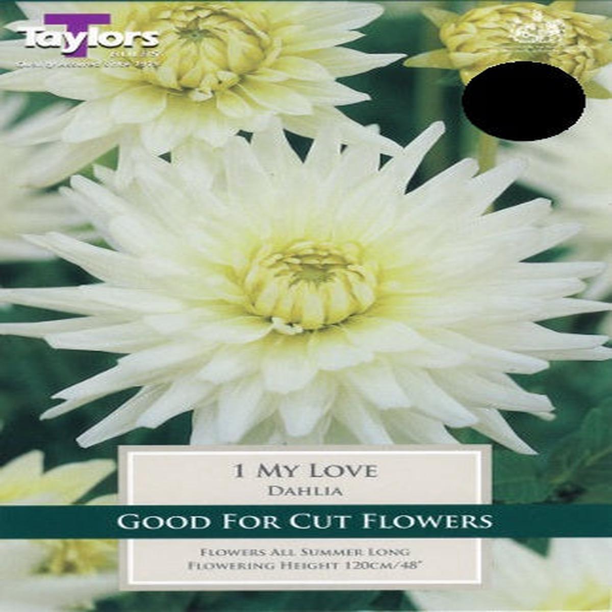1 DAHLIA MY LOVE I
