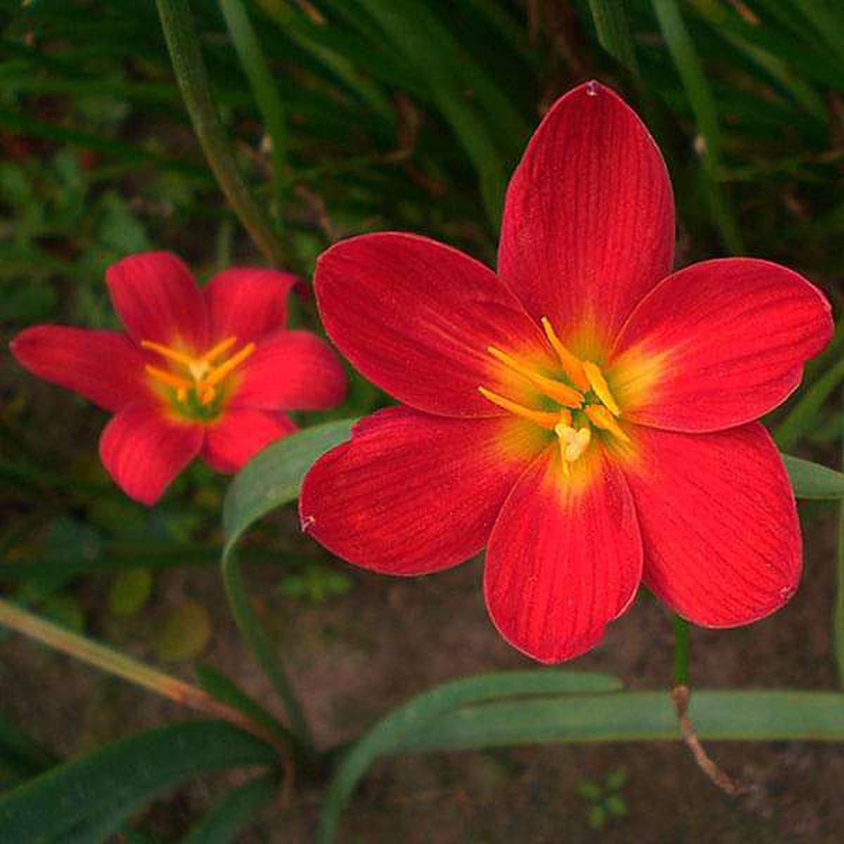 Zephyranthes Lily, Rain Lily (Red) - Bulbs (set of 10) - Default Title