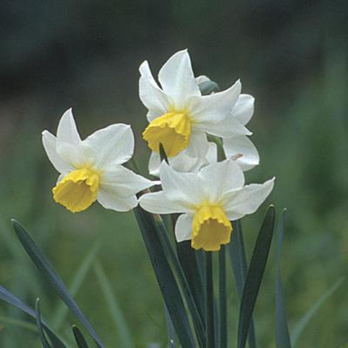 6 NARCISSI JACK SNIPE