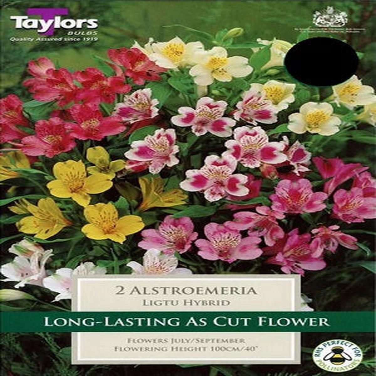 2 ALSTROMERIA LIGTU HYBRID I