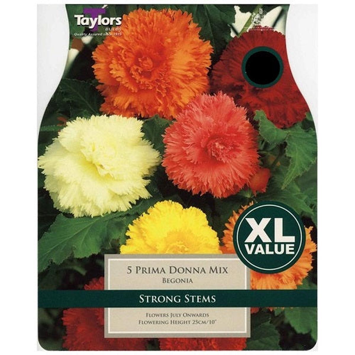 5 BEGONIA PRIMA DONNA MIXED