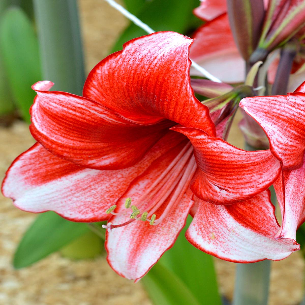 Vibrant Amaryllis Bulbs for a Perfect Garden Ensemble