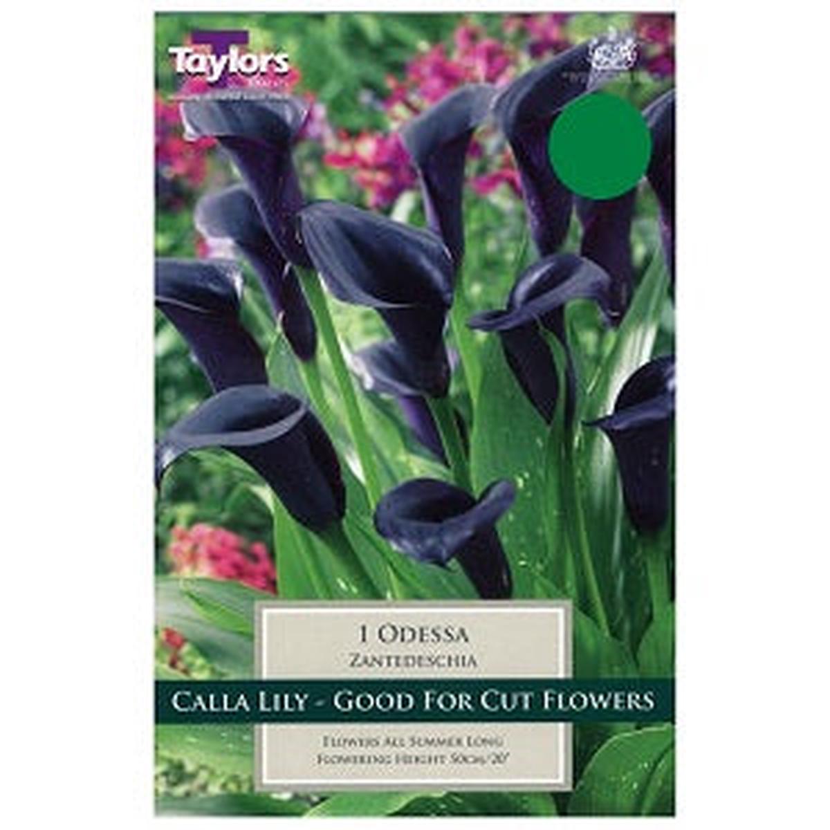 1 ZANTEDESCHIA ODESSA 14-16