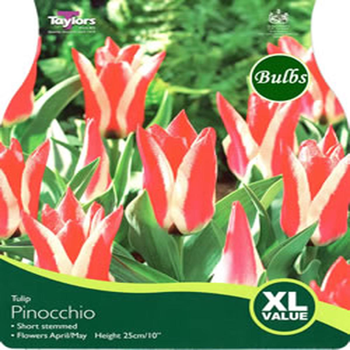 20 TULIP PINOCCHIO