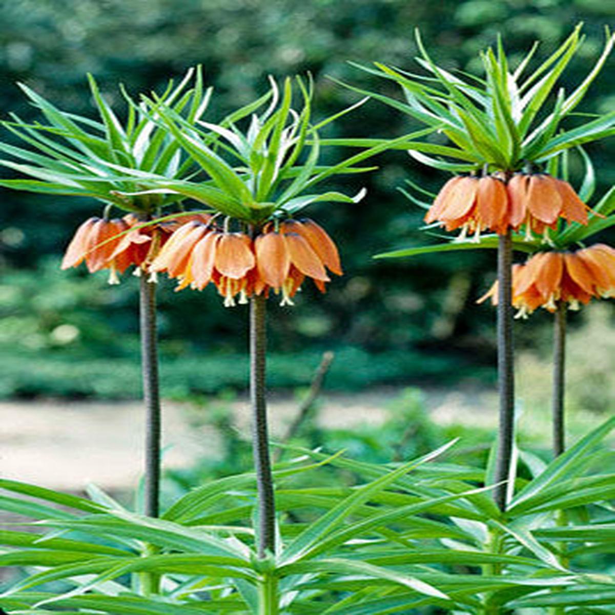 1 FRITILLARIA IMPERIALIS AURORA LOOSE