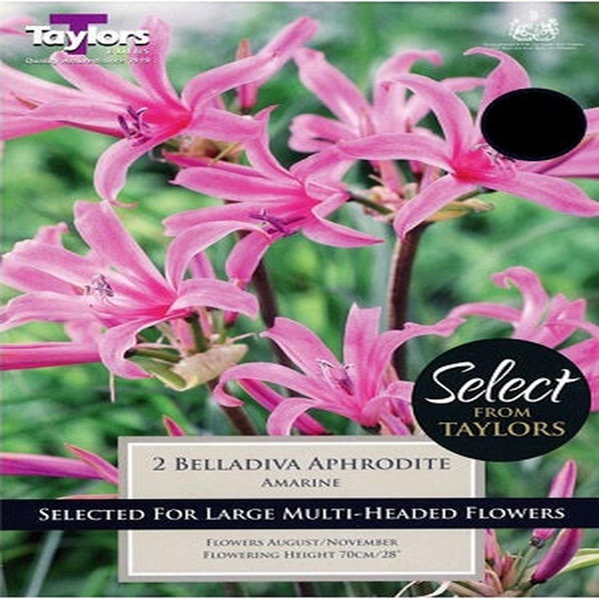 2 AMARINE BELLADIVA APHRODITE 16UP