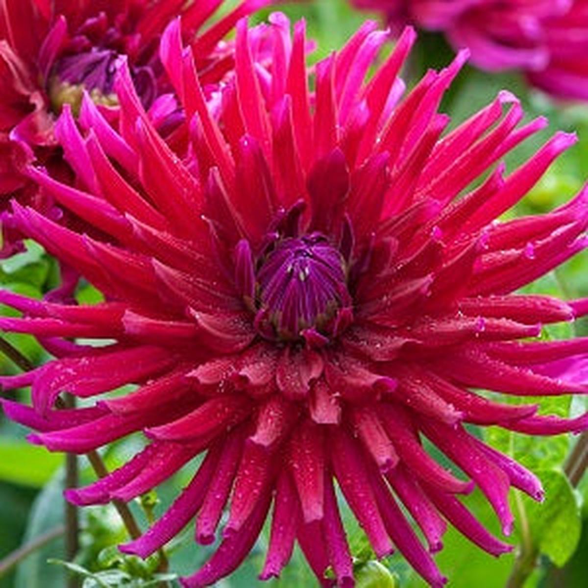 3 DAHLIA ORFEO I