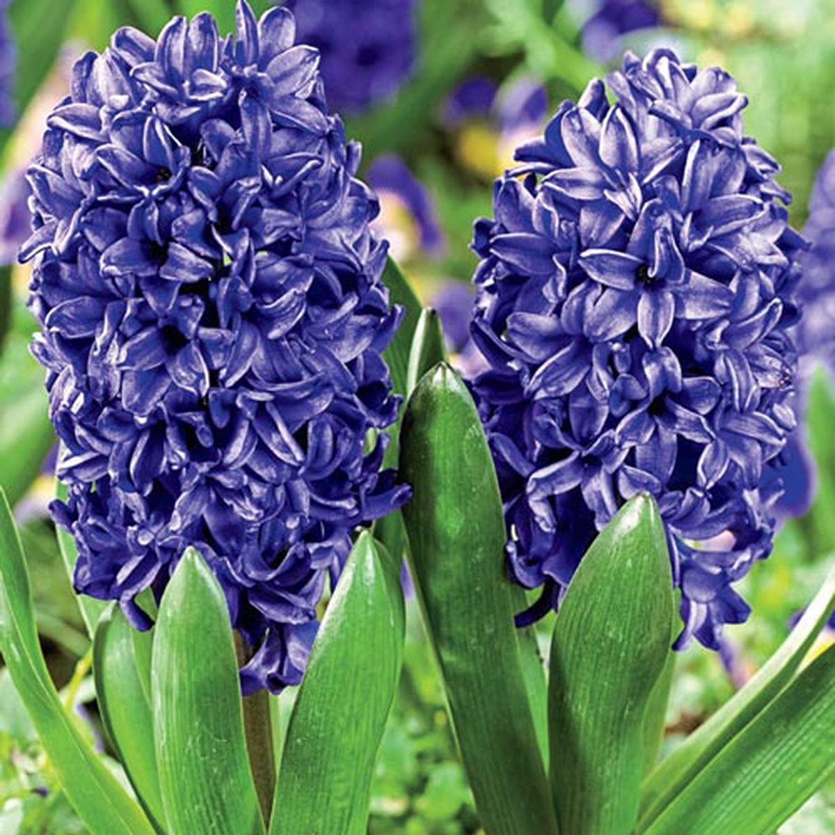 4 HYACINTH BLUE TROPHY ORD LOOSE