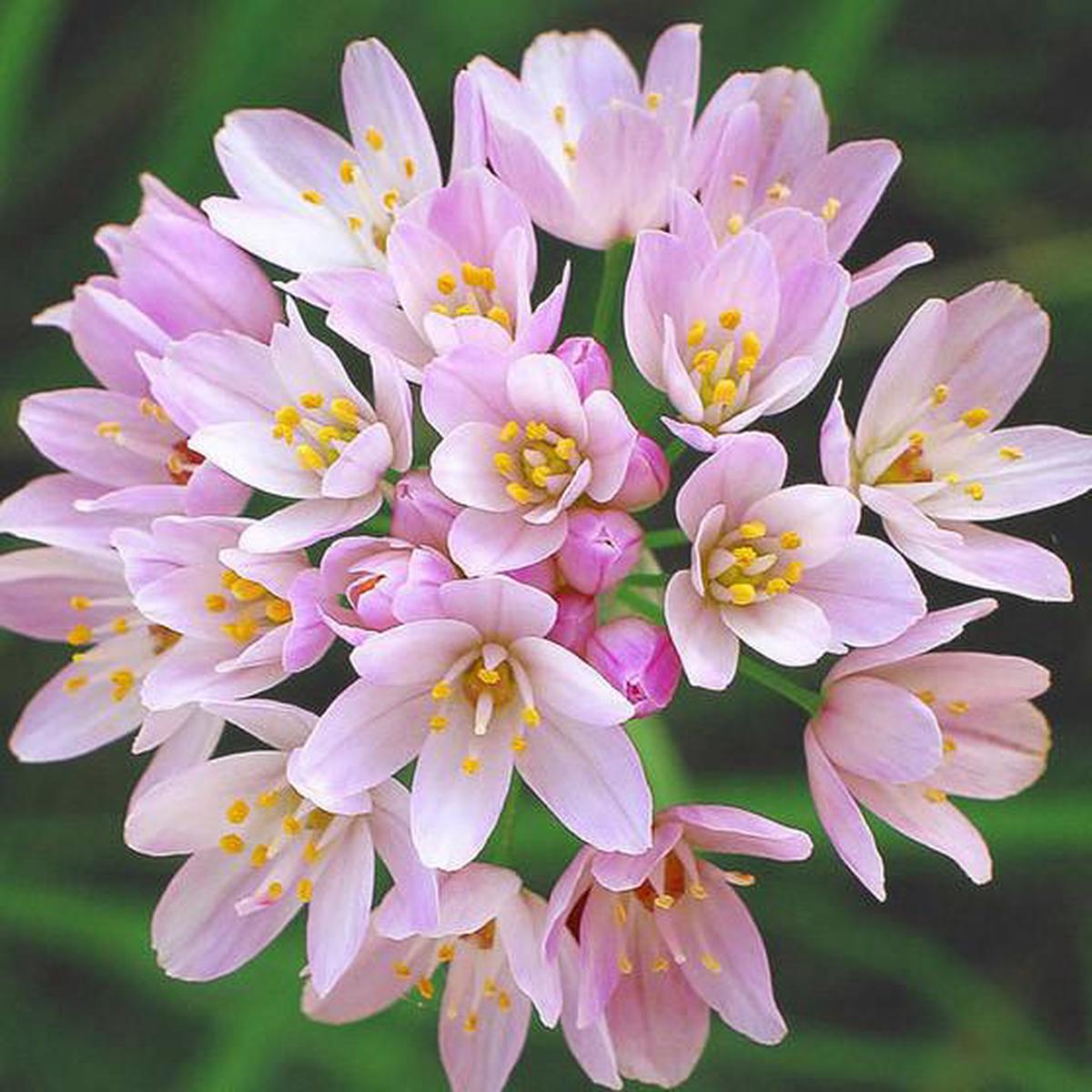 20 ALLIUM ROSEUM