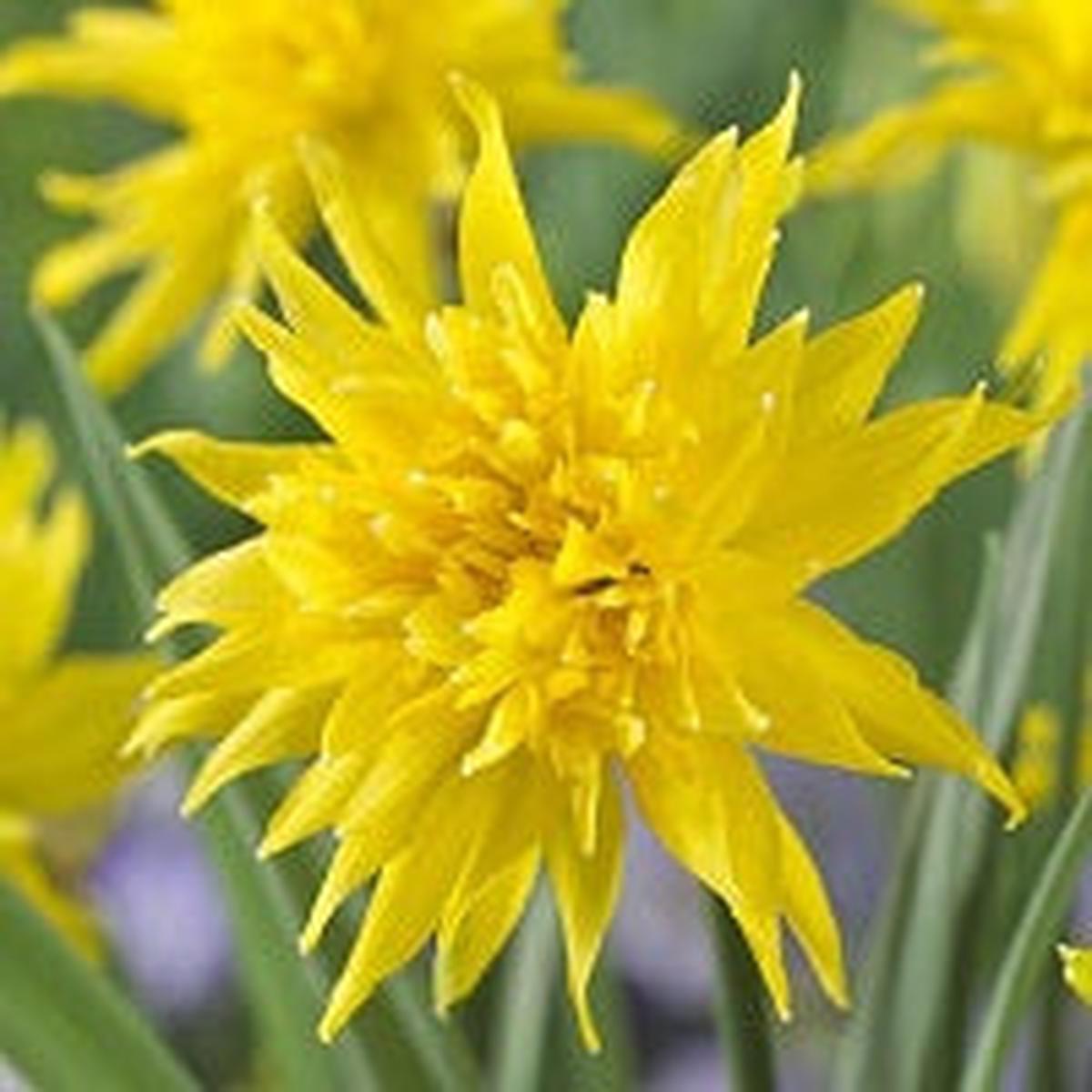25 NARCISSI RIP VAN WINKLE  XL