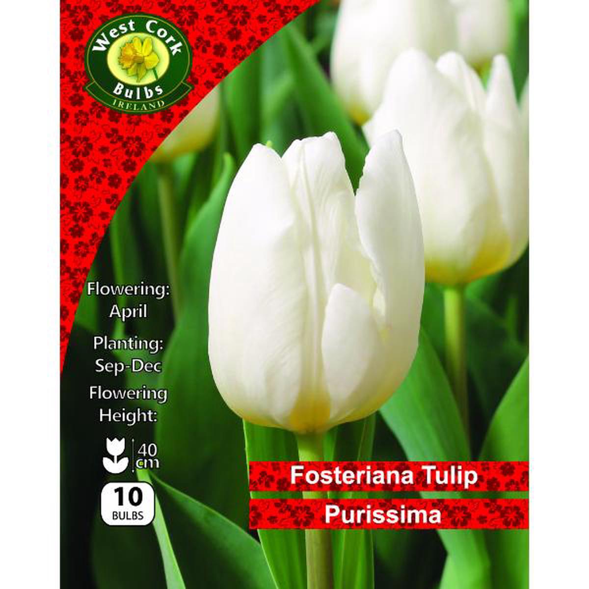 West Cork Bulbs Tulip Single Purissima 10 Bulbs