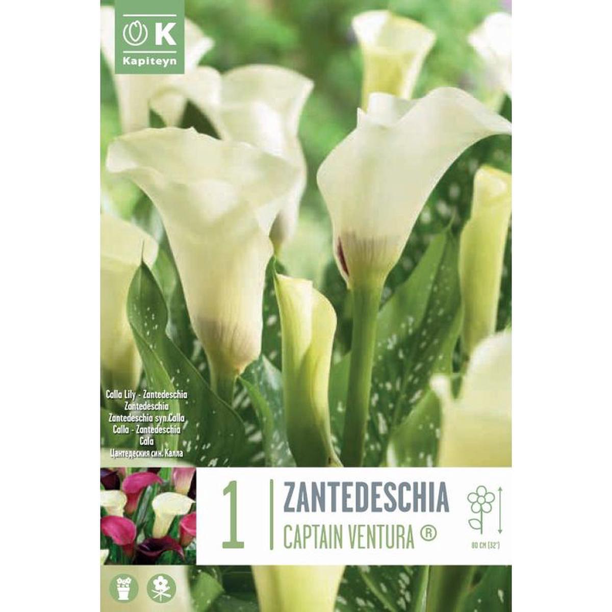 ZANTEDESCHIA CAPTAIN VENTURA
