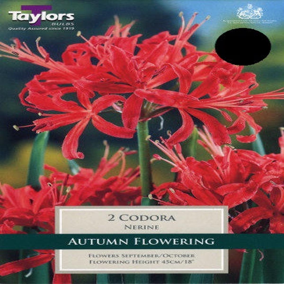 2 NERINE CODORA 12-14