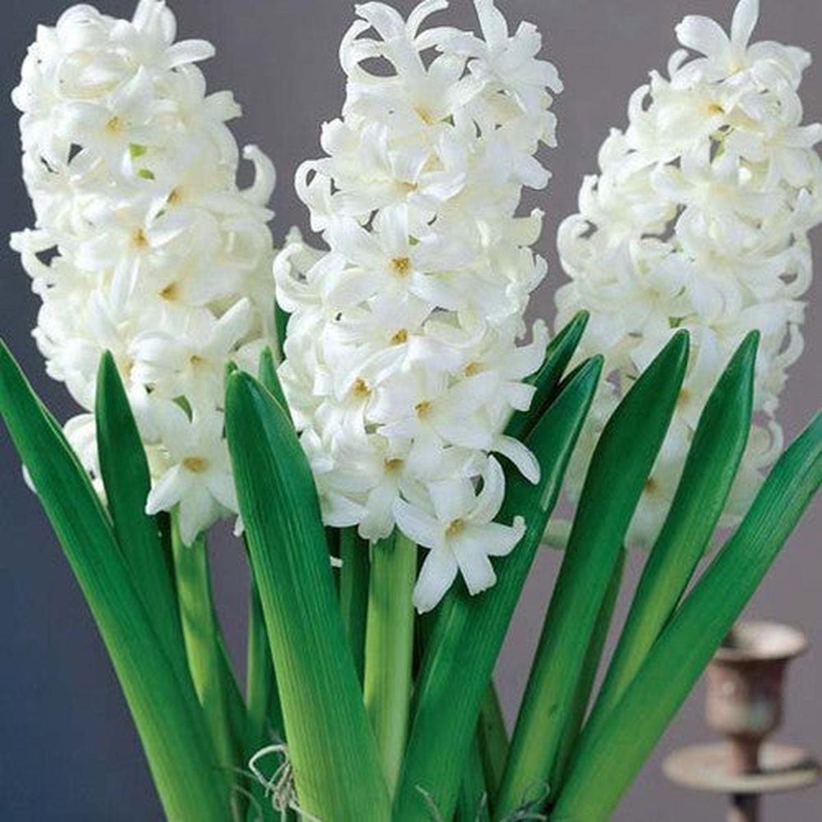 4 HYACINTH CARNEGIE ORD LOOSE