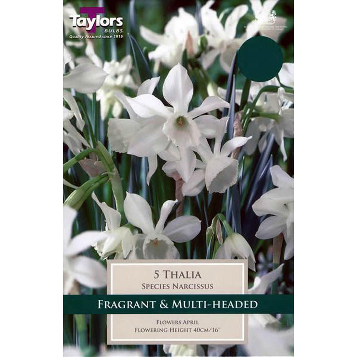 5 NARCISSI THALIA PREPACK