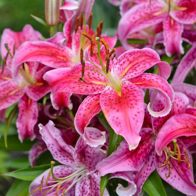 'Stargazer' Lily (Lilium)