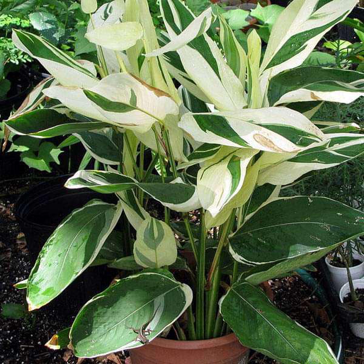 Variegated Arrow Root, Maranta arundinacea - Bulbs (set of 5) - Default Title