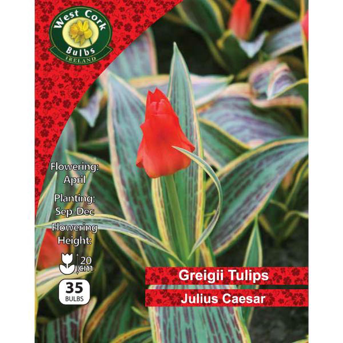West Cork Bulbs Tulip Dwarf Julius Caesar 35 Bulbs