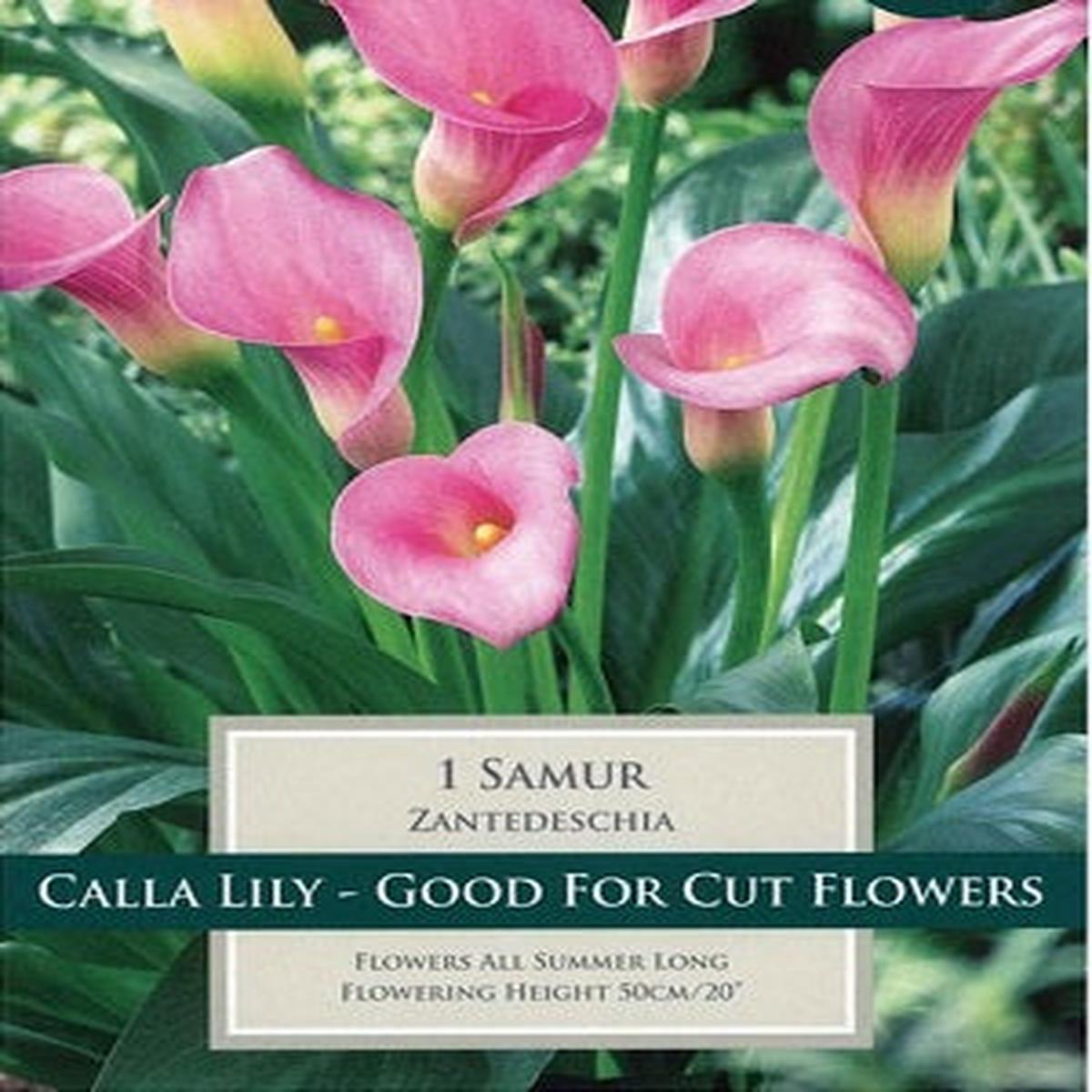 ZANTEDESCHIA SAMUR 14-16