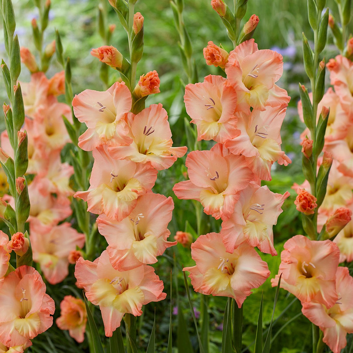 'Eminence' (5 bulbs)