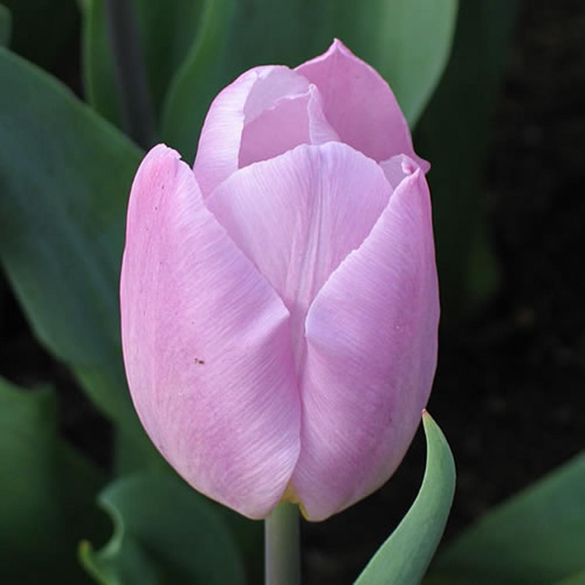 10 TULIP CANDY PRINCE LOOSE