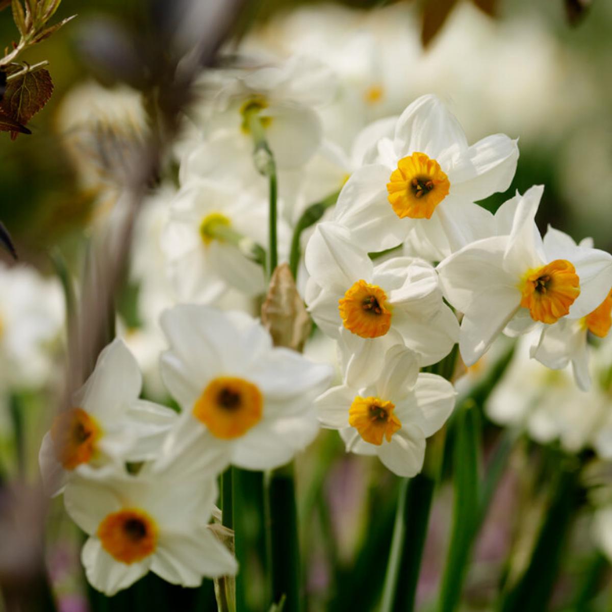 'Geranium' Tazetta Daffodil