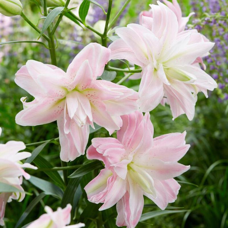 'Lotus Queen' Lily