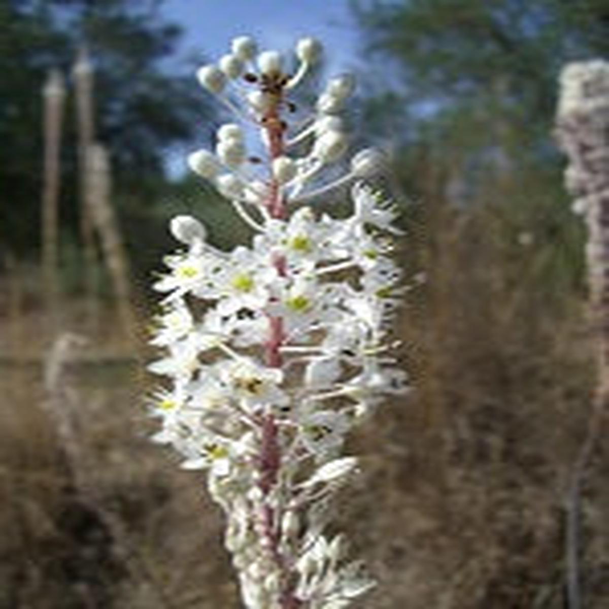 Urginea Maritimea Loose