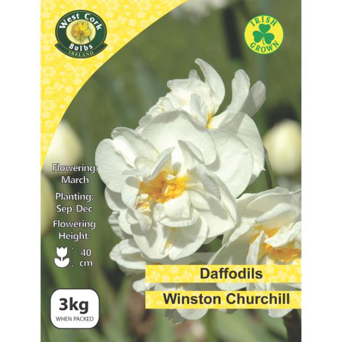 West Cork Bulbs Daffodil Double Sir Winston Churchill 3kg
