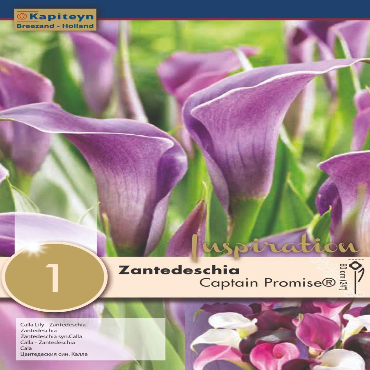 ZANTEDESCHIA CAPTAIN PROMISE