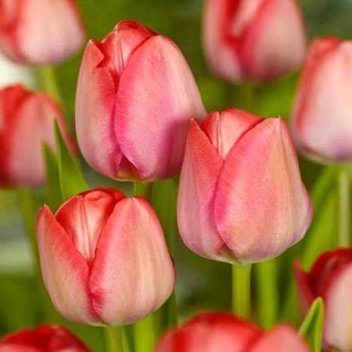 10 LOOSE TULIPA VAN EIJK