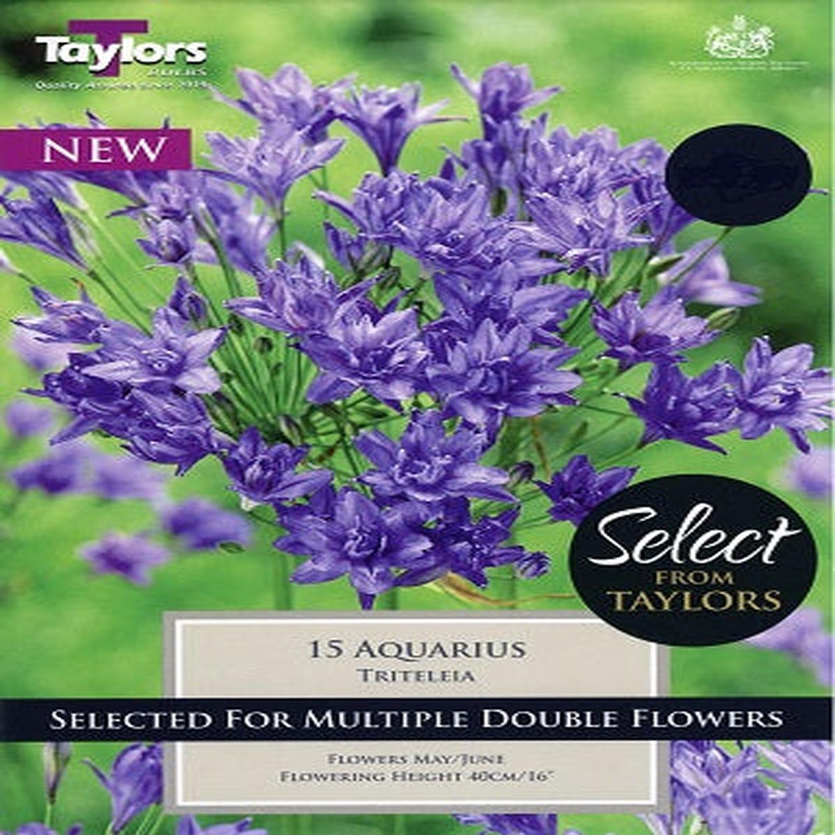 15 TRITELEIA AQUARIUS