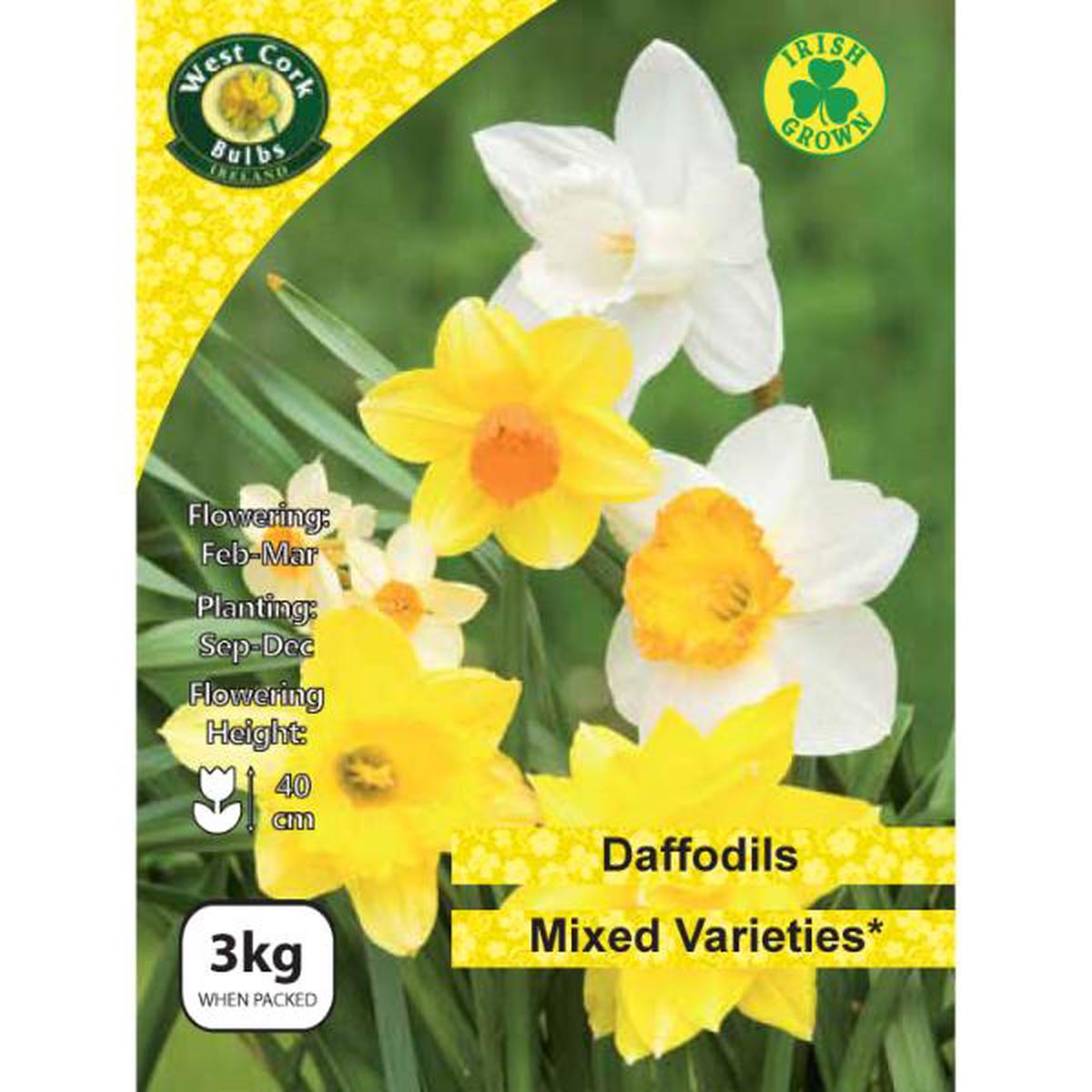 West Cork Bulbs Mixed Dafodils 3kg