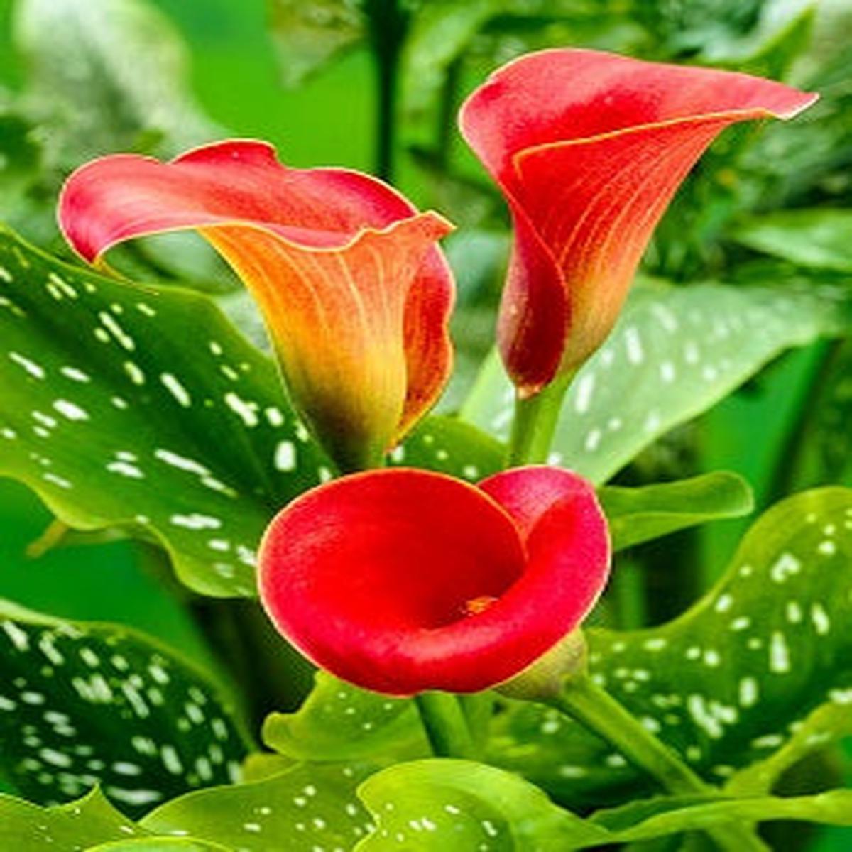 1 ZANTEDESCHIA RED ALERT 14-16