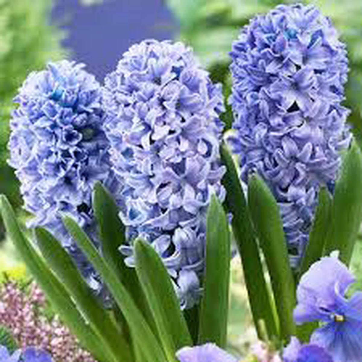 4 HYACINTH DELFT BLUE PREP LOOSE