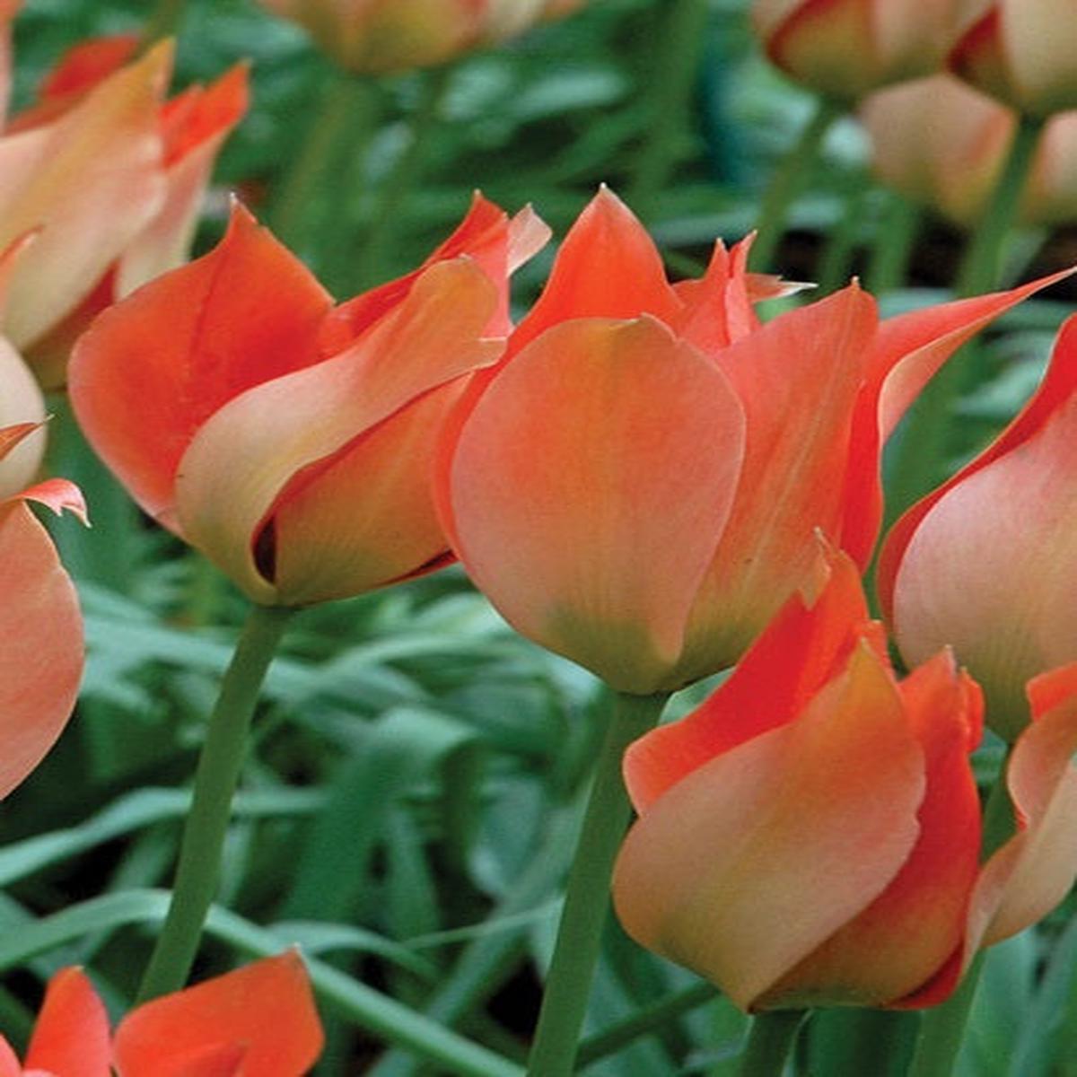6 TULIP BATALINII SALMON GEM SELECT